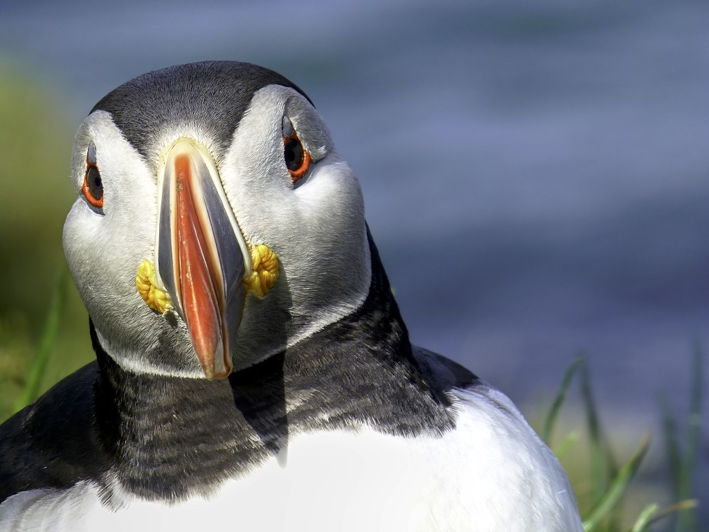vogels vogel hdr fauna natuur aves zang vliegen vrij